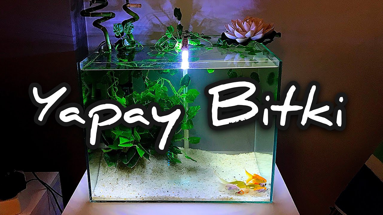 Japon Balığı Akvaryum Ve Tohum Akvaryumu Youtube ile Ruya Tabiri Japon Balıgı