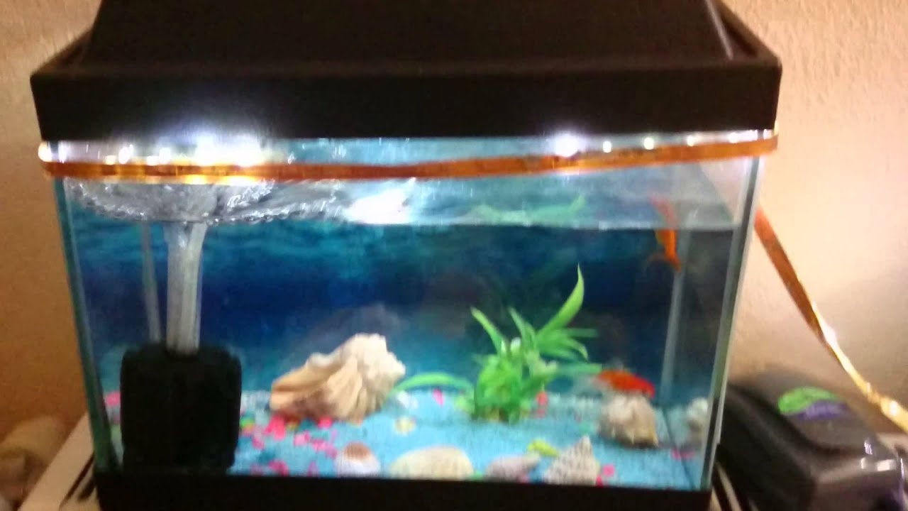 Japon Balığı Akvaryumu Youtube içeride Ruya Tabiri Japon Balıgı