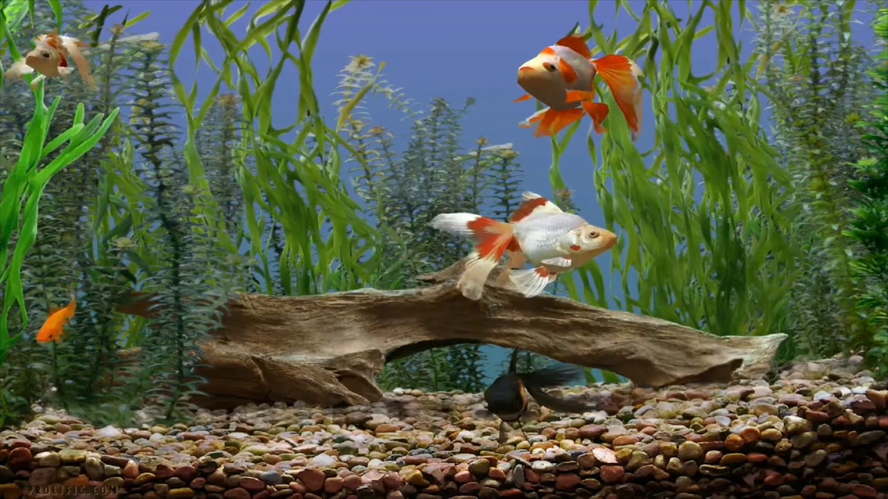 Japon Balığı Bakımı Hakkında Bilmeniz Gerekenler Youtube tamamen Ruya Tabiri Japon Balıgı