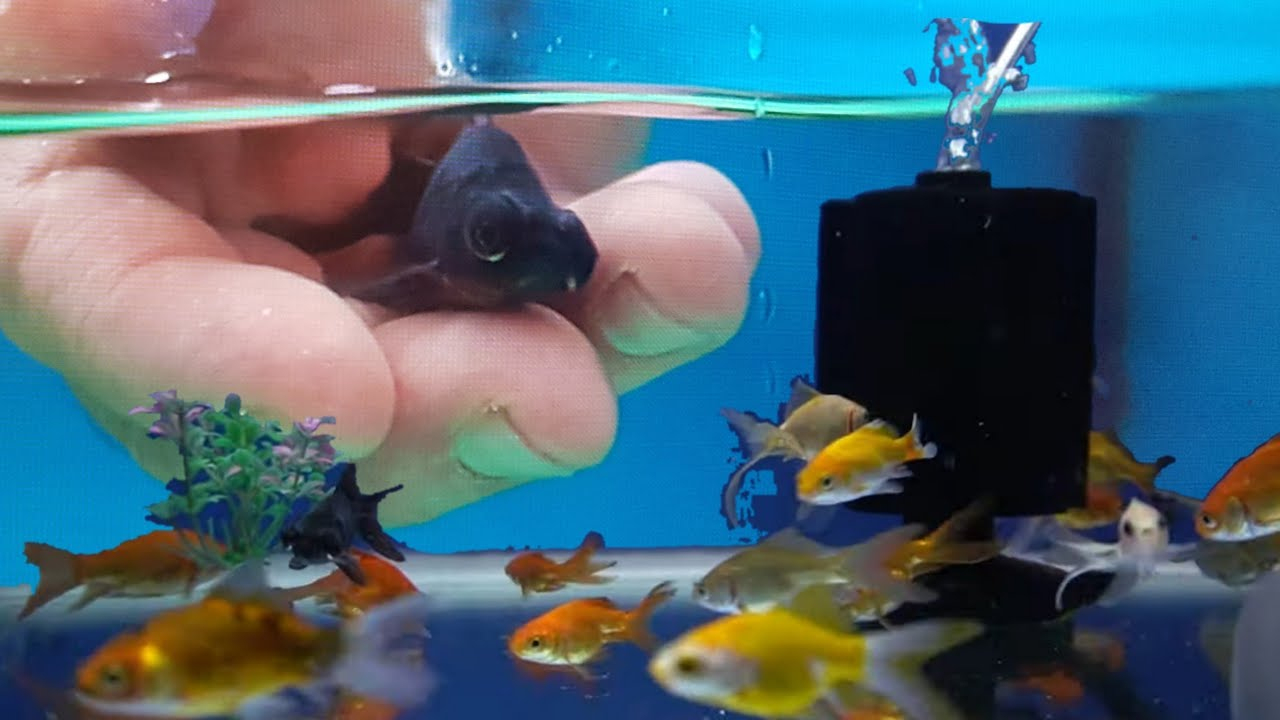 Japon Baliği Hangi̇ Baliklarla Yaşar, Akvaryum Balıkları, Gold Fish tamamen Japon Balığı Anlami Ne