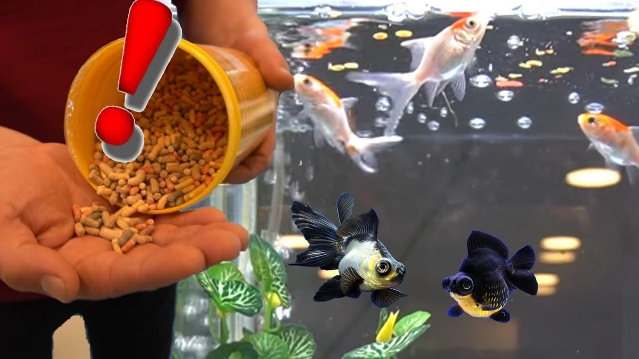 Japon Baliklarina Yanliş Yem Veri̇yorsunuz, Akvaryum Balıkları Youtube amaçlanan Japon Balığı Anlami Ne