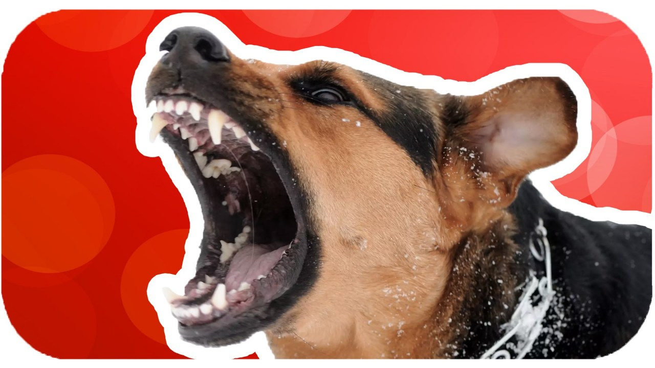 Köpek Saldırdığında Ne Yapmak Gerekir? | İzlesene fiçin Köpek Saldırısından Kurtulmak Ne Anlama Gelir