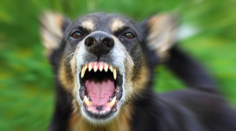 Olası Bir Köpek Saldırısında Ne Yapmalıyız? Ekşi Şeyler amaçlanan Köpek Saldırısından Kurtulmak Ne Anlama Gelir