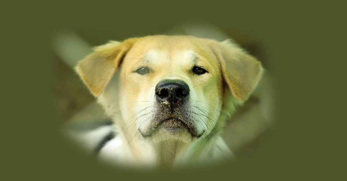 Rüyada 3 Köpek Görmek | Açıklanamayan Doğaüstü Olaylar amaçlanan Rüyada 3 Sayısı
