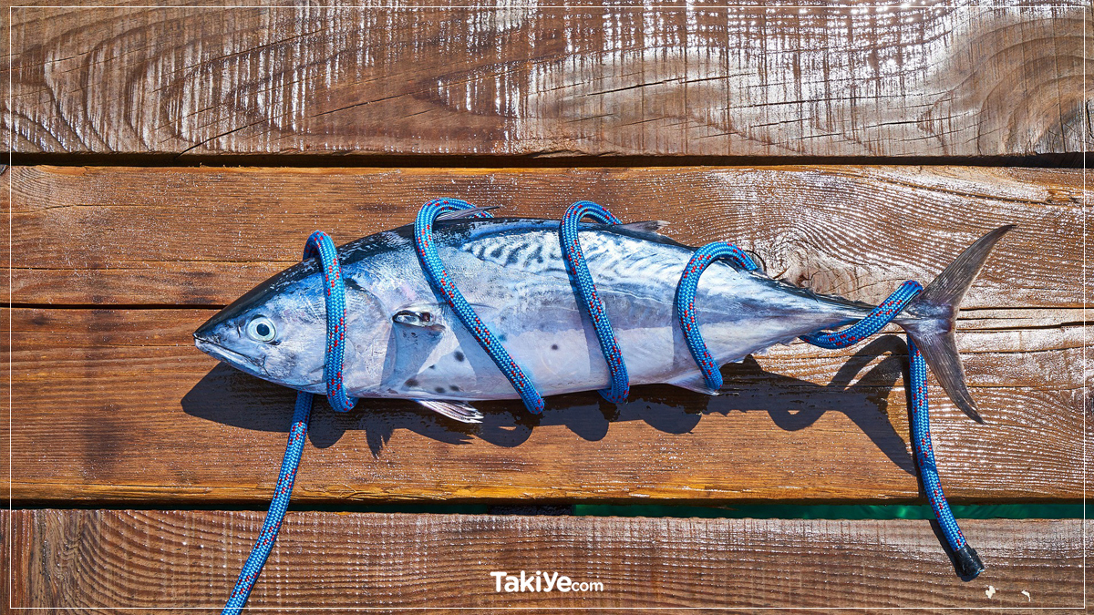 Rüyada Balık Görmek Ne Anlama Gelir: 50 Yorum Takiye ilgili Rüyada Balık Pişirdiğini Görmek