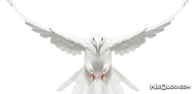Rüyada Beyaz Kuş Görmek Ne Anlama Gelir? içeride Rüyada Beyaz Çanta Ne Anlama Gelir