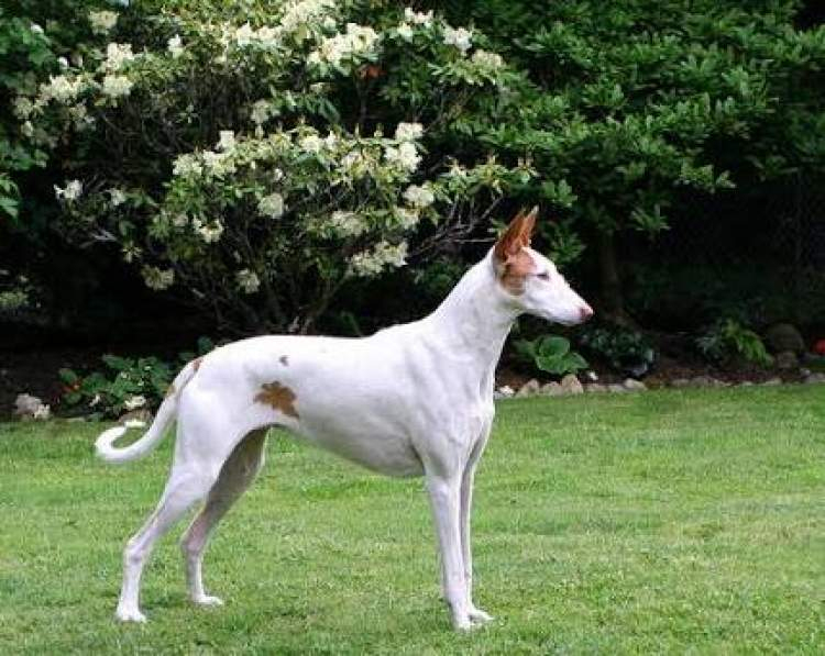 Rüyada Beyaz Tüysüz Köpek Görmek Ruyandagor tamamen Rüyada Beyaz Köpek Saldırması