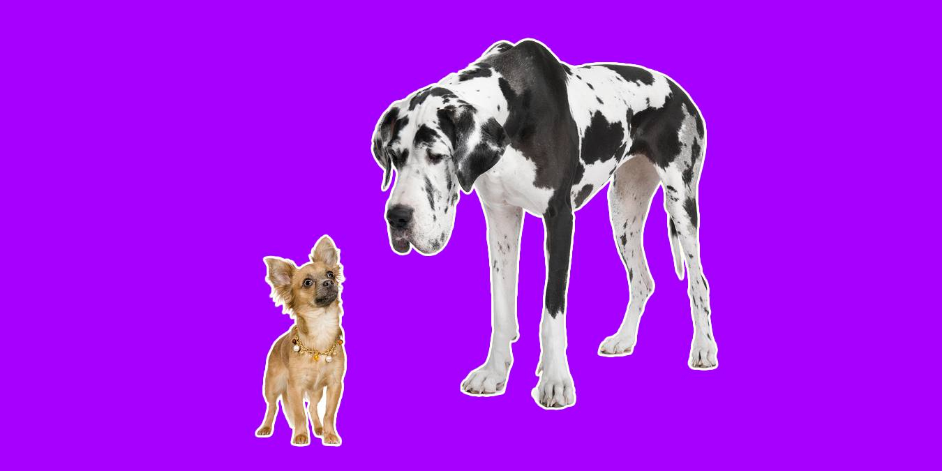 Rüyada Büyük Köpek Görmek Ne Anlama Gelir? ilgili Rüyada Bir Sürü Köpek Yavrusu Görmek Ne Anlama Gelir