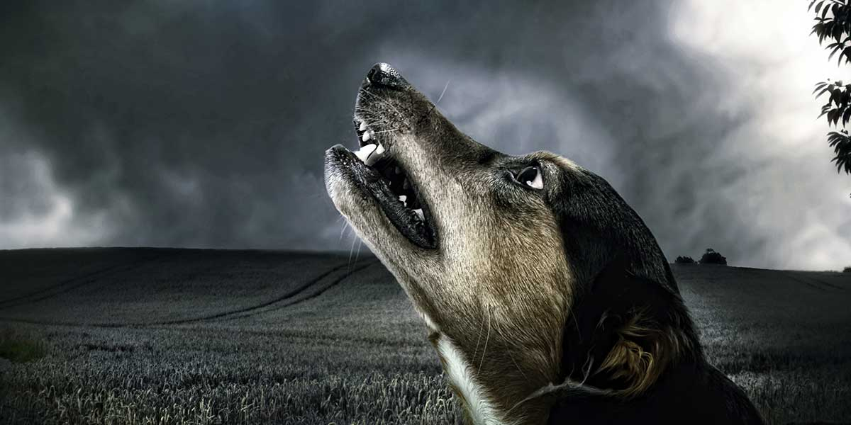 Rüyada Havlayan Köpek Görmek ️ Bilgi90 fiçin Rüyada Büyük Köpek Görmek