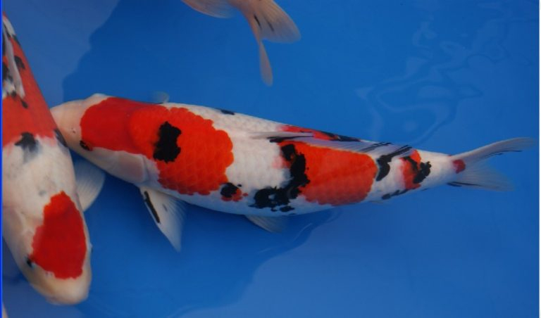 Rüyada Japon Balığı Görmek Rüya Meali ile Japon Balığı Anlami Ne