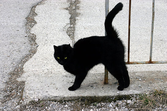 Rüyada Kara Kedi Görmek Rüya Tabirleri Ve Yorumları ilgili Ruya Tabiri Kedi Gormek