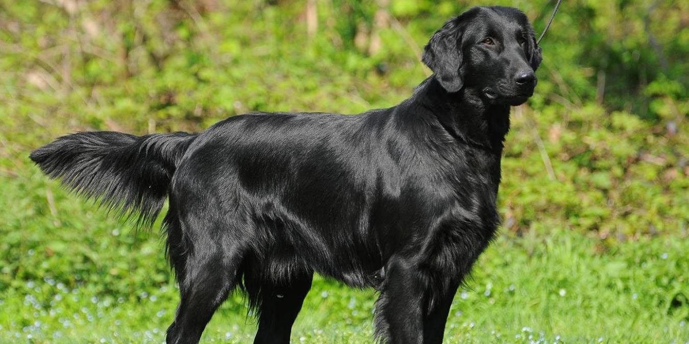 Rüyada Kara Köpek Görmek Ne Anlama Gelir? ilgili Köpeğin Yüzünü Yalaması Ne Anlama Gelir