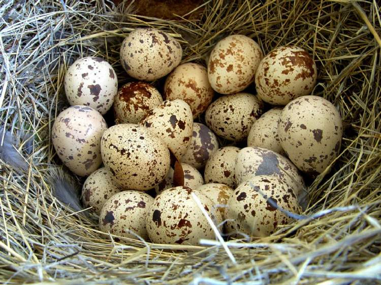 Rüyada Kaz Yumurtası Toplamak Ruyandagor içeride Rüyada Beyaz Kaz Yakalamak
