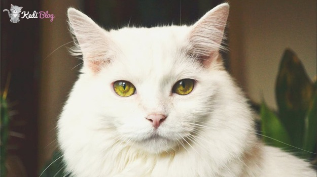Rüyada Kedi Görmek Ne Anlama Gelir? — Rüyada Kedi Görmek Ne Demek fiçin Ruya Tabiri Kedi Gormek