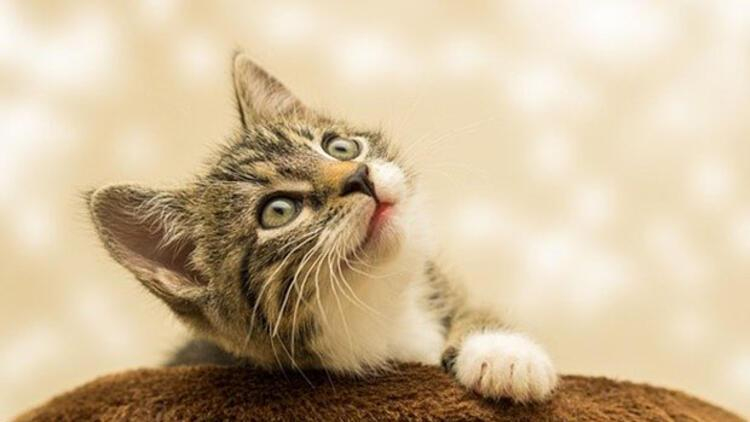 Rüyada Kedi Görmek Ne Anlama Geliyor? Rüyada Yavru Kedi Görmenin Tabiri tamamen Ruya Tabiri Kedi Gormek