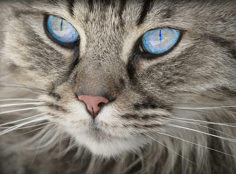 Rüyada Kedi Görmek Nedir? (Diyanet) Evde Kediler Görmek Ne Anlama Gelir tamamen Rüyada Fırtına Görmek Nedir Diyanet