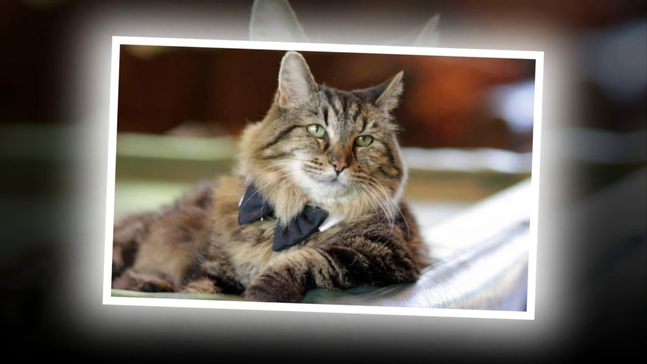 Rüyada Kedi Görmek Youtube fiçin Ruya Tabiri Kedi Gormek