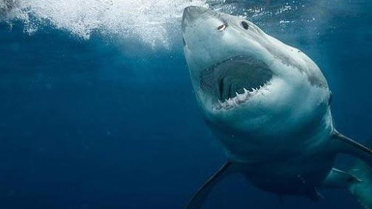 Rüyada Köpek Balığı Görmek Ne Demek? Denizde Köpekbalığı Yakalamak Ne amaçlanan Rüyada Denizde Fırtına Görmek Ne Anlama Gelir