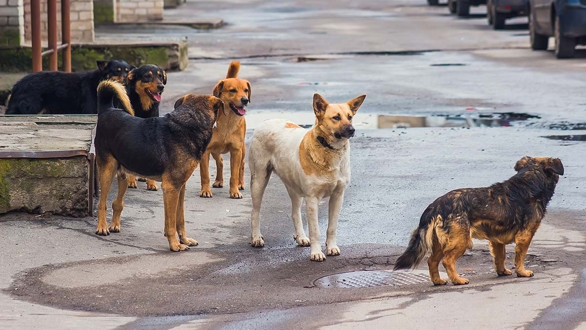 Rüyada Köpek Görmek Ne Anlama Geliyor? Yakın Çevrenizdeki Düşman Demek fiçin Köpek Saldırısından Kurtulmak Ne Anlama Gelir