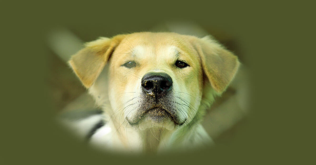 Rüyada Köpek Görmek Ne Demek ️ Bilgi90 ilgili Rüyada Bir Sürü Köpek Yavrusu Görmek Ne Anlama Gelir