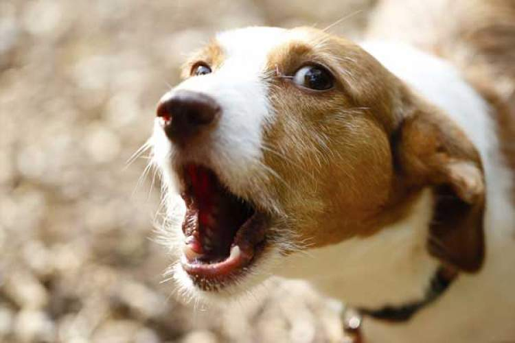 Rüyada Köpek Havlaması Sesi Duymak Ruyandagor tamamen Diyanete Göre Rüyada Köpek Görmek Nedir