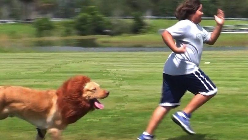 Rüyada Köpek Saldırısından Kaçmak Rüya Meali ile Köpek Saldırısından Kurtulmak Ne Anlama Gelir