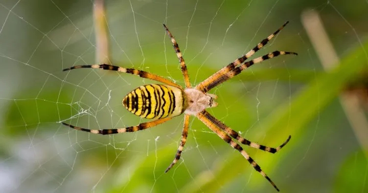 Rüyada Örümcek Görmek Ne Anlama Gelir? Rüyada Örümcek Ağı Görmek Ve içeride Rüyada Beyaz Örümcek Görmek