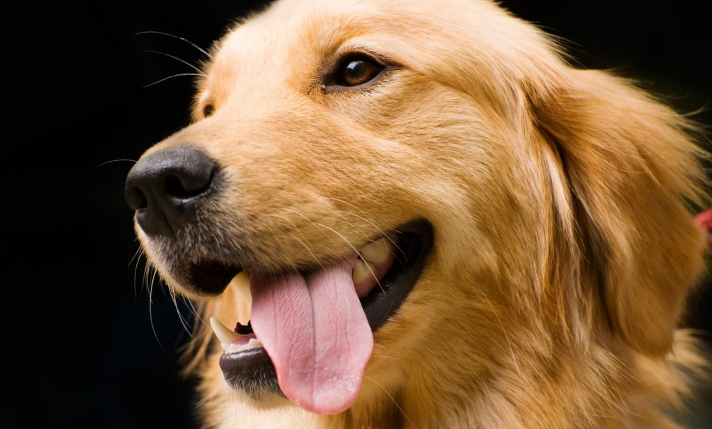 Rüyada Sarı Köpek Görmek Rüya Meali amaçlanan Gündüz Niyetine Rüyada Köpek Görmek