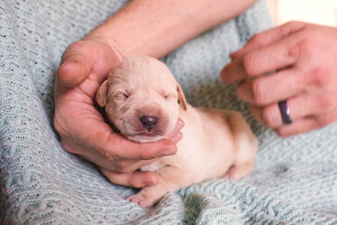 Rüyada Yeni Doğmuş Köpek Yavrusu Görmek Rüya Meali fiçin Diyanete Göre Rüyada Köpek Görmek Nedir