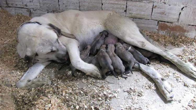 Rüyada Yeni Doğmuş Köpek Yavrusu Görmek Ruyandagor amaçlanan Rüyada Bir Sürü Köpek Yavrusu Görmek Ne Anlama Gelir