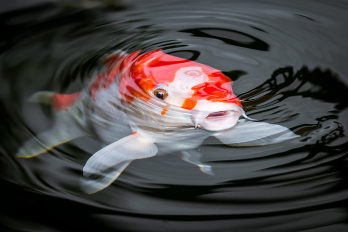 Tatlı Suların Azimlisi: Koi Balığı Ve Hikayesi amaçlanan Japon Balığı Anlami Ne